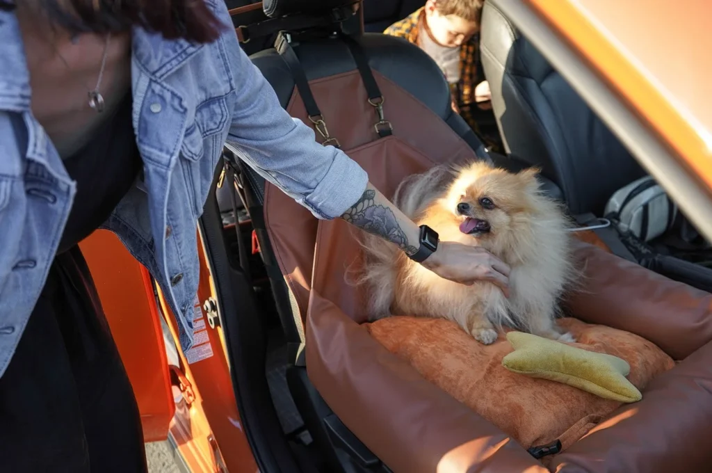chihuahua car seat