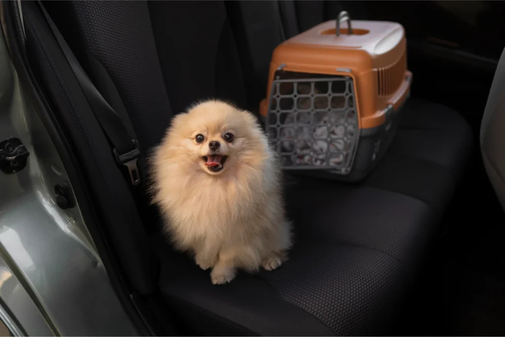 extra small dog car seat