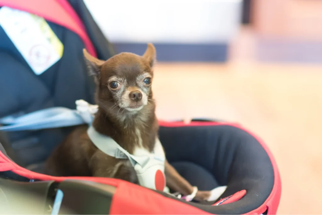 best back seat dog carrier