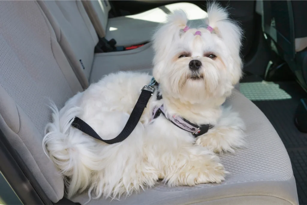 classy pet life seat belt